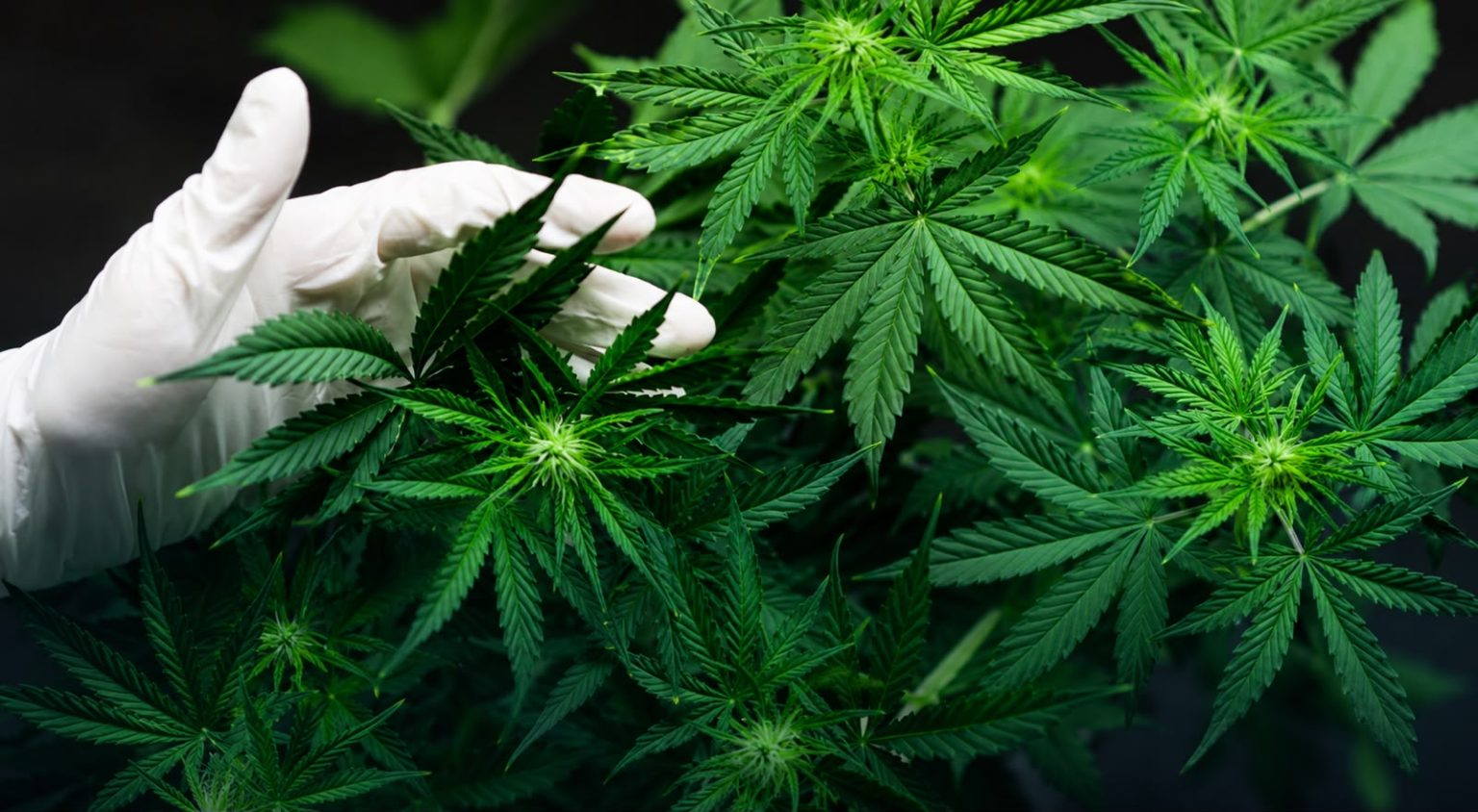 El Poder Judicial realizará un Ateneo sobre cannabis medicinal y consumo problemático
