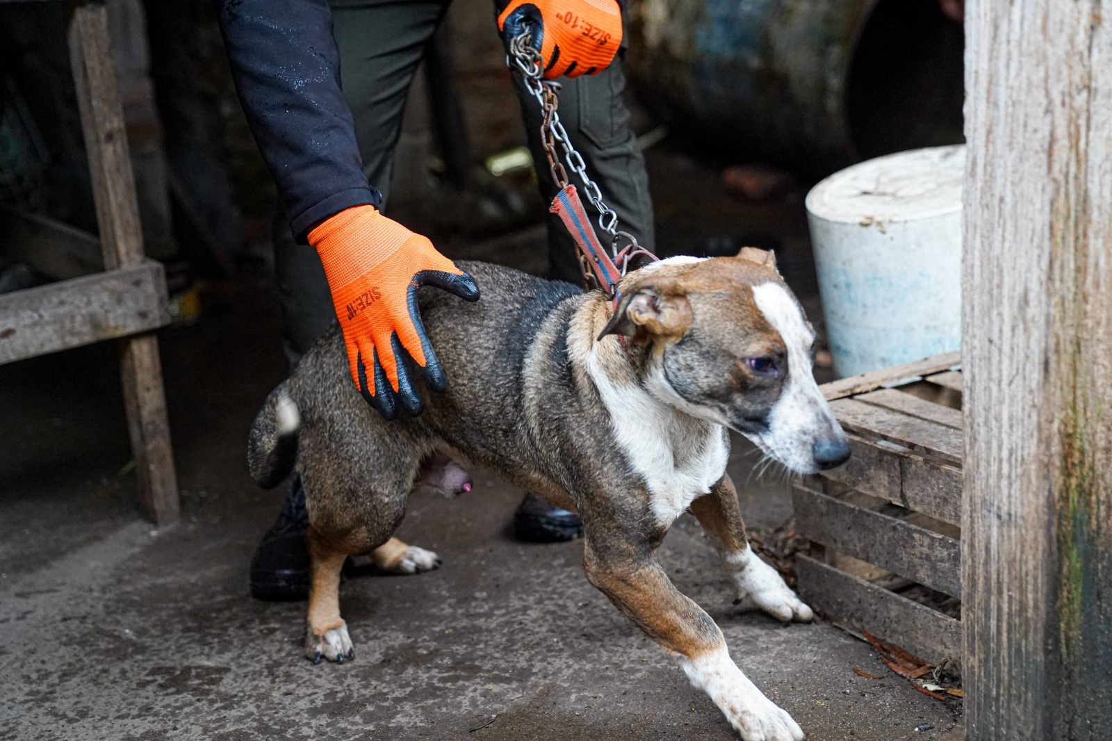 Corrientes contra el maltrato animal: rescatan dos perros en el barrio Primera Junta