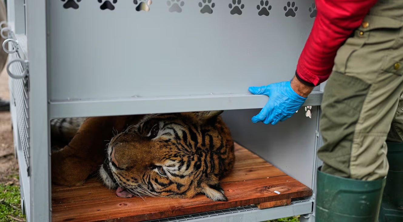 Después de años de cautiverio, 30 leones y tigres del exzoológico de Luján serán trasladados a santuarios 